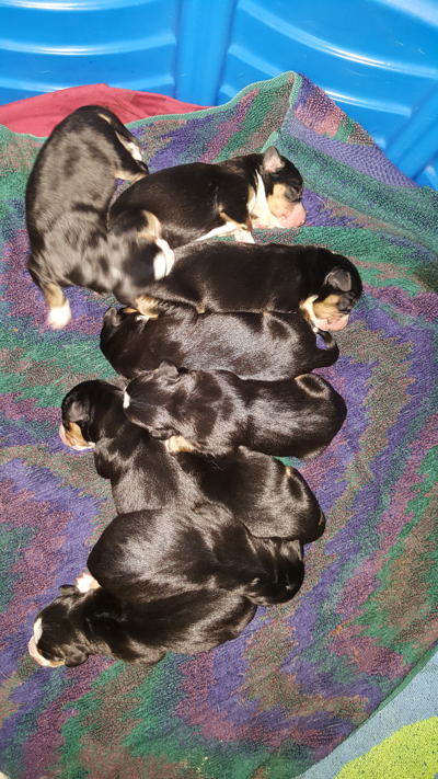 Entlebucher Swiss Mountain Dog Puppies for sale in NM